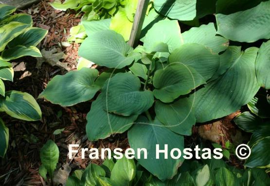 Hosta Abiqua Parasol